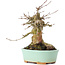 Acer buergerianum, 15,5 cm, ± 35 ans