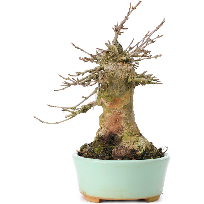 Acer buergerianum, 15,5 cm, ± 35 Jahre alt