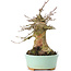 Acer buergerianum, 15,5 cm, ± 35 years old