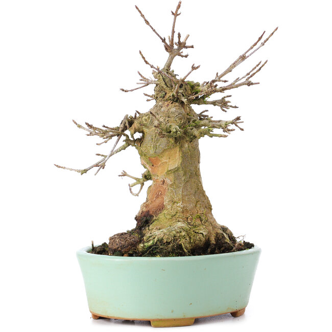 Acer buergerianum, 15,5 cm, ± 35 years old