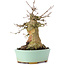 Acer buergerianum, 15,5 cm, ± 35 ans