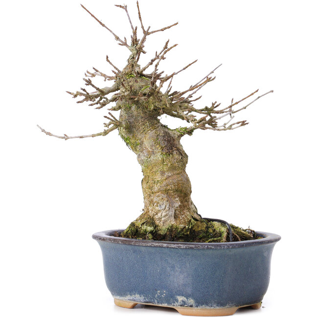 Acer buergerianum, 16 cm, ± 35 ans