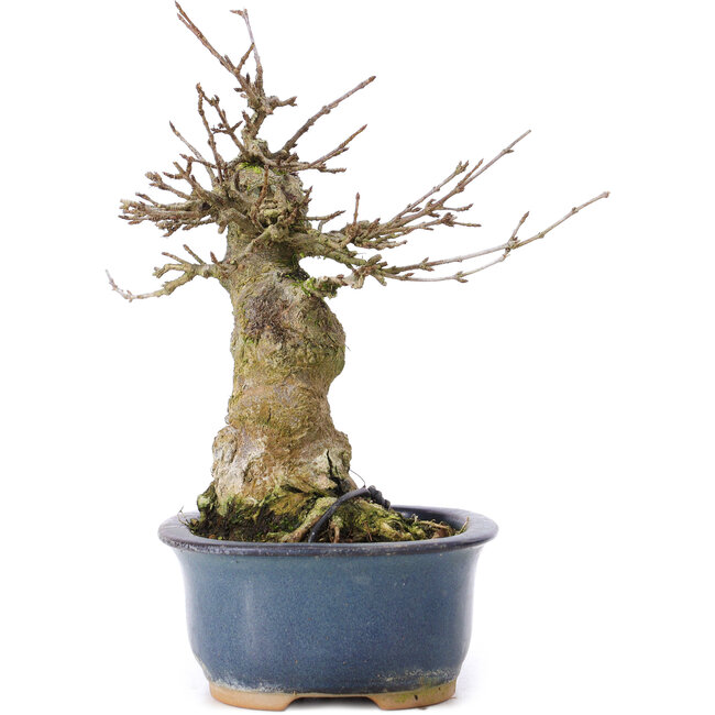 Acer buergerianum, 16 cm, ± 35 ans