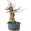Acer buergerianum, 16 cm, ± 35 years old