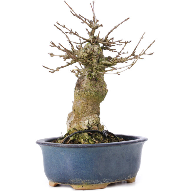 Acer buergerianum, 16 cm, ± 35 jaar oud