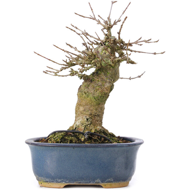 Acer buergerianum, 16 cm, ± 35 ans