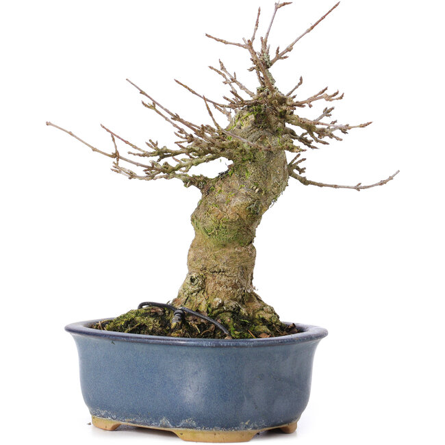 Acer buergerianum, 16 cm, ± 35 ans