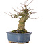 Acer buergerianum, 16 cm, ± 35 ans