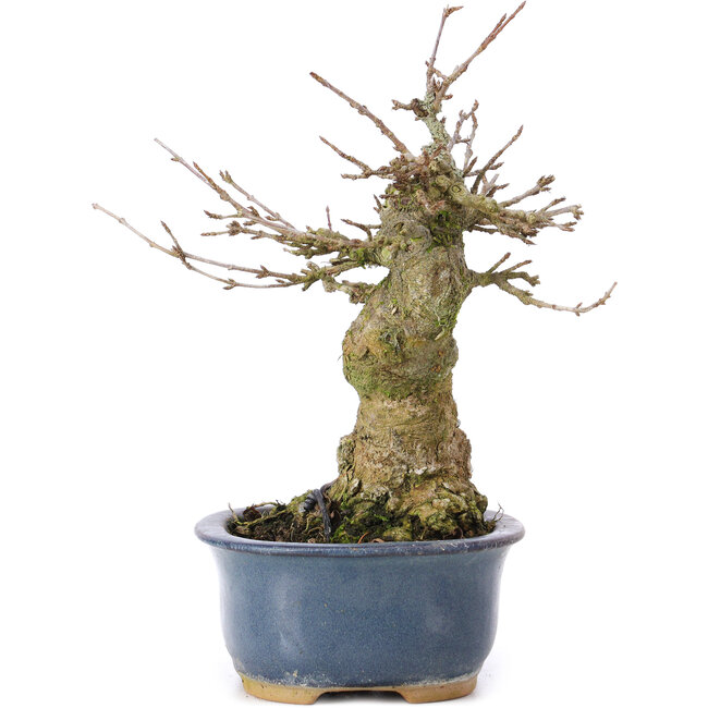 Acer buergerianum, 16 cm, ± 35 Jahre alt