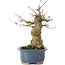 Acer buergerianum, 16 cm, ± 35 ans