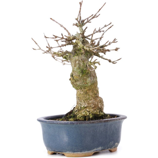 Acer buergerianum, 16 cm, ± 35 anni