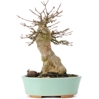 Acer buergerianum, 16,5 cm, ± 35 jaar oud