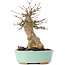 Acer buergerianum, 16,5 cm, ± 35 ans