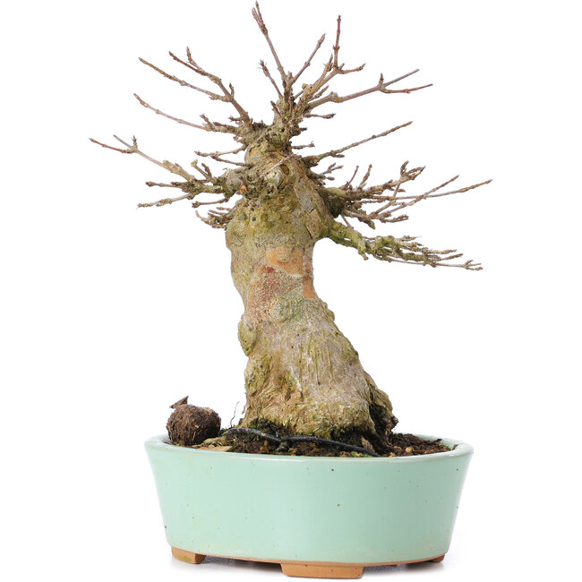 Acer buergerianum, 16,5 cm, ± 35 anni