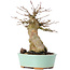Acer buergerianum, 16,5 cm, ± 35 ans