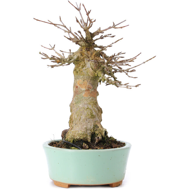 Acer buergerianum, 16,5 cm, ± 35 anni