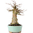 Acer buergerianum, 16,5 cm, ± 35 ans