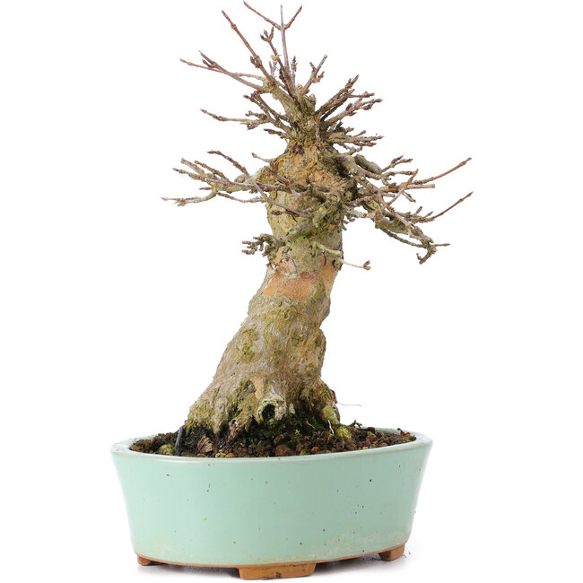 Acer buergerianum, 16,5 cm, ± 35 anni