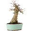 Acer buergerianum, 16,5 cm, ± 35 ans