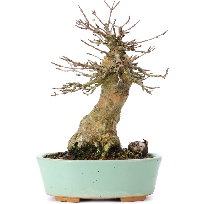 Acer buergerianum, 16,5 cm, ± 35 anni