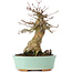 Acer buergerianum, 16,5 cm, ± 35 ans