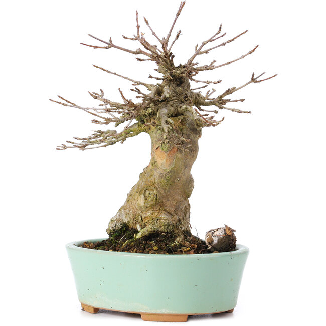 Acer buergerianum, 16,5 cm, ± 35 years old