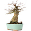 Acer buergerianum, 16,5 cm, ± 35 ans