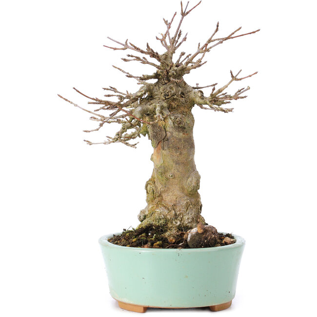 Acer buergerianum, 16,5 cm, ± 35 anni