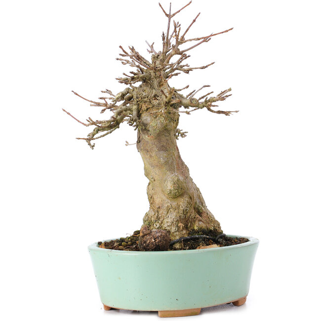 Acer buergerianum, 16,5 cm, ± 35 years old