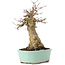 Acer buergerianum, 16,5 cm, ± 35 ans