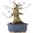 Acer buergerianum, 14,5 cm, ± 35 anni