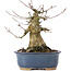 Acer buergerianum, 14,5 cm, ± 35 years old