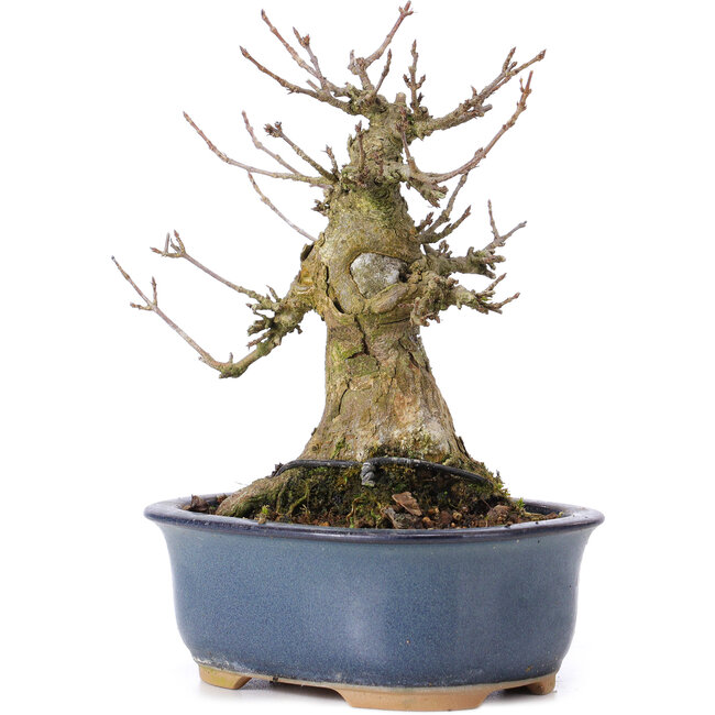 Acer buergerianum, 14,5 cm, ± 35 jaar oud