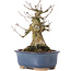 Acer buergerianum, 14,5 cm, ± 35 Jahre alt