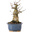 Acer buergerianum, 14,5 cm, ± 35 ans