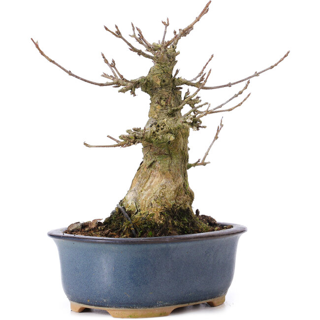 Acer buergerianum, 14,5 cm, ± 35 jaar oud
