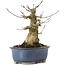 Acer buergerianum, 14,5 cm, ± 35 Jahre alt