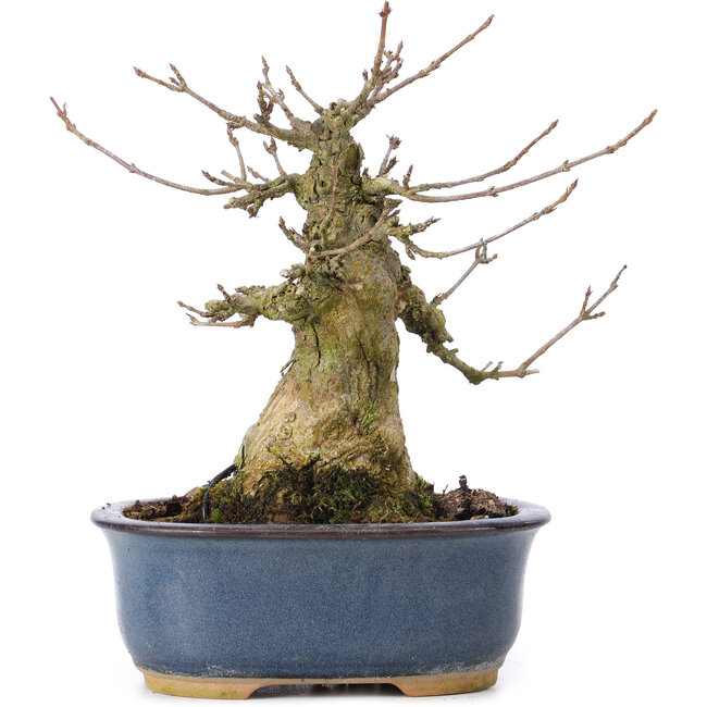 Acer buergerianum, 14,5 cm, ± 35 anni