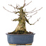 Acer buergerianum, 14,5 cm, ± 35 ans
