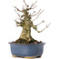 Acer buergerianum, 14,5 cm, ± 35 Jahre alt