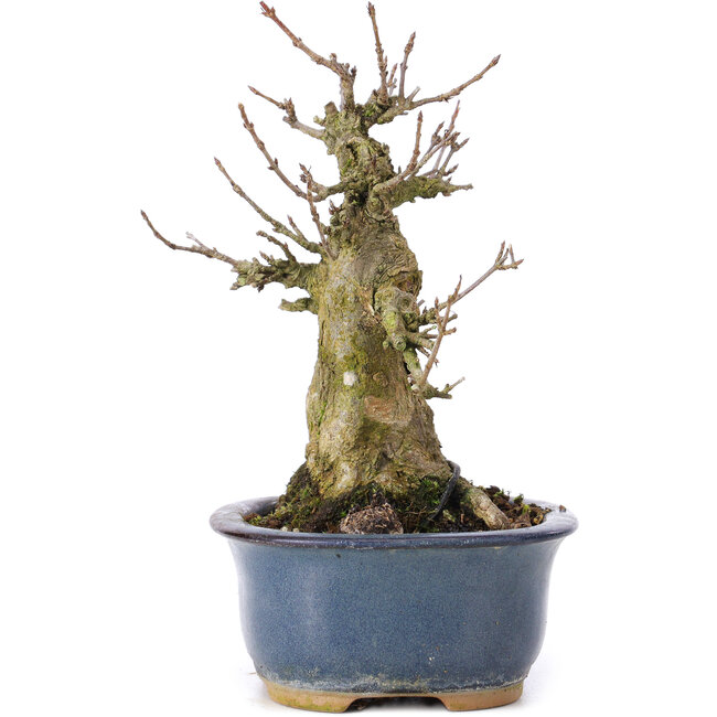 Acer buergerianum, 14,5 cm, ± 35 years old