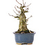 Acer buergerianum, 14,5 cm, ± 35 ans