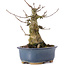Acer buergerianum, 14,5 cm, ± 35 ans