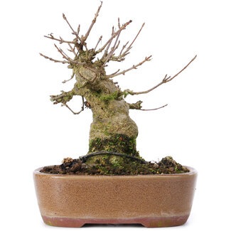 Acer buergerianum, 15 cm, ± 35 anni