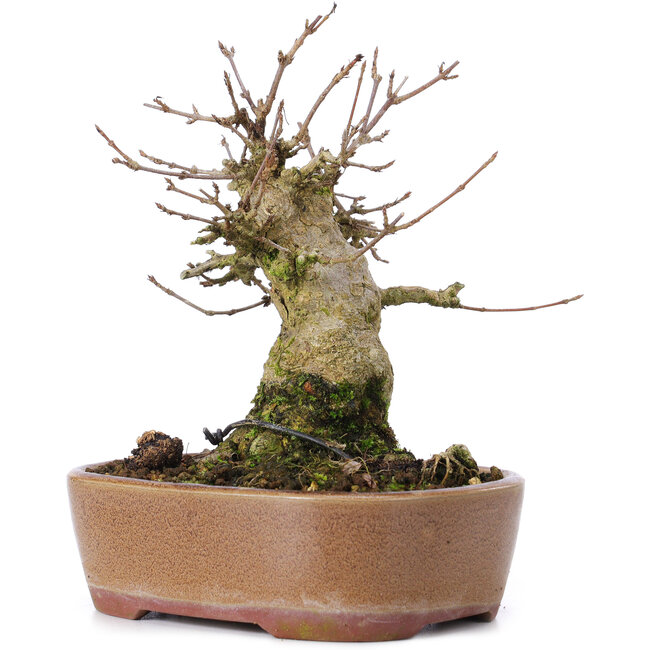 Acer buergerianum, 15 cm, ± 35 years old