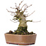 Acer buergerianum, 15 cm, ± 35 Jahre alt