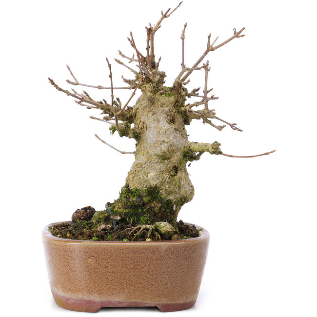 Acer buergerianum, 15 cm, ± 35 anni