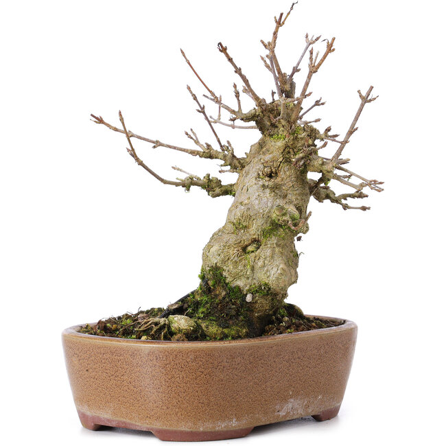 Acer buergerianum, 15 cm, ± 35 years old