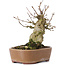 Acer buergerianum, 15 cm, ± 35 Jahre alt