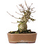 Acer buergerianum, 15 cm, ± 35 Jahre alt